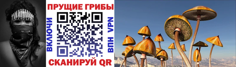 Галлюциногенные грибы Psilocybe  хочу   Жуков 